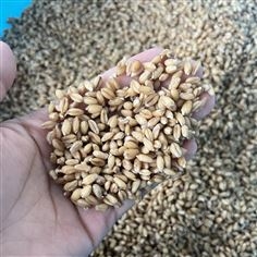 科爾黃豆微波熟化設(shè)備 雜糧低溫烘焙機(jī)
