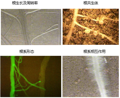637989494320189458981.png 微根窗技術(shù)原位監(jiān)測細根的生長和周轉(zhuǎn)